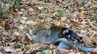 Why mom doesn't worry about her baby monkey when come to attack female monkey hard