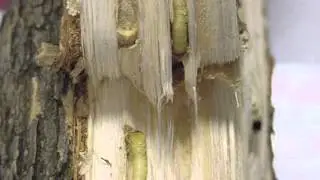 Why Kentucky's Ash Trees are Dying