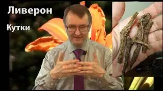 Аюрведа и печень - Ливерон