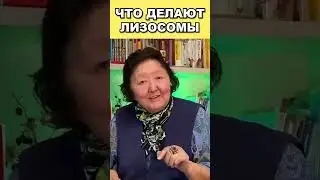 Что делают лизосомы в наших клетках?