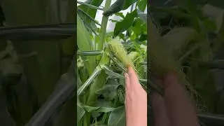 Собираем урожай сладкой кукурузы в июне 😮#кукуруза