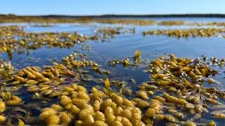 5/5 Сплав по Куземе в Белое море Губа Домашняя Июль 2023