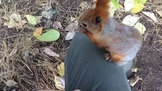 Смешные белки в парке - музыкальный клип