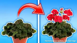 Как заставить герань расцвести обильно? Секреты обильного цветения герани и пеларгонии