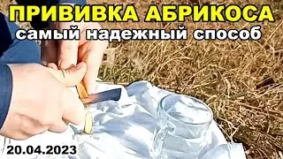 Прививка АБРИКОСА, самый ПРОСТОЙ и НАДЕЖНЫЙ способ | 20 апреля 2023 г.