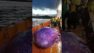 Giant Sea Monsters Caught by Fishermen! 🐙🎣#GiantSeaCreatures #FishingDiscoveries #OceanMysteries