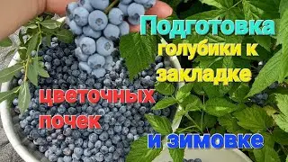 Подготовка голубики к закладке цветочных почек и ЗИМОВКЕ!!!!