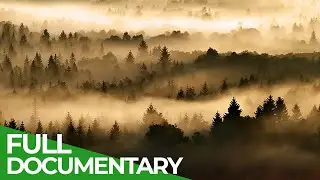 Northern Woods - A Tribute to the Ancient Forests of the North | Free Documentary Nature