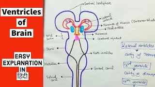 Ventricles of the Brain- Anatomy- Lateral, Third and Forth Ventricle - Easily explained - Hindi