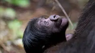 Infant gorilla born at Cleveland Metroparks Zoo