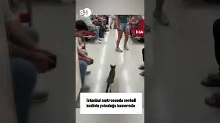 🐈 SEVİMLİ KEDİNİN İSTANBUL’DA METRO YOLCULUĞU❗#shorts