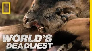 Python Eats Antelope | Worlds Deadliest