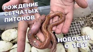 НОВОРОЖДЕННЫЕ СЕТЧАТЫЕ ПИТОНЫ/ПОМОГАЮ ПОЛИНЯТЬ ТЕГУ