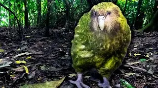 A Look At New Zealand's Magnificent Prehistoric Birds | Primeval Paradise