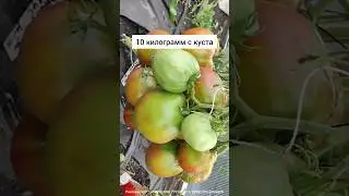 Самый урожайный томат 2024, посадила 1 раз теперь сажаю ежегодно#помидоры #огород #томаты #подкормка