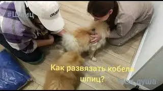 Как развязать кобеля? Шпиц померанский вязка 