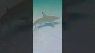 Black tip reef shark and Lemon shark pond 2k likes and we will do a SHARK POND