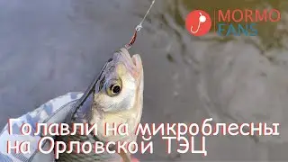 Голавли на микроблесны на Орловской ТЭЦ