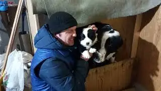 Бугай Алабай.  3,5 недели щенкам. Кушаем самостоятельно. Григорий обратился с просьбой.