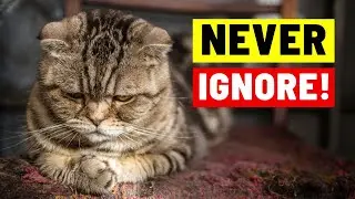 15 Signs Your Cat is Unhappy (NEVER IGNORE)