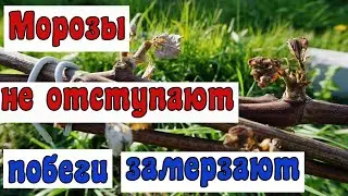 Такого еще не было .  Две недели морозов  в мае каждую ночь.
