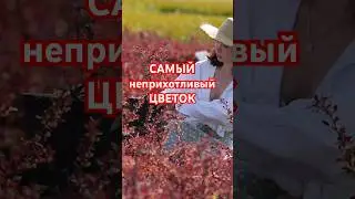 Секрет САМОГО НЕПРИХОТЛИВОГО садового цветка