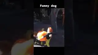 очень смешной костюм у пёсика 