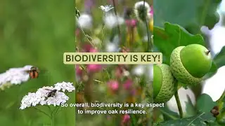 Increase biodiversity to strengthen oak resilience