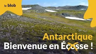 L’Antarctique verdit très vite sous l’effet du réchauffement climatique | Actu de science