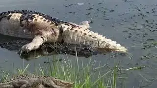 Alligator dragging his trophy after a territorial fight