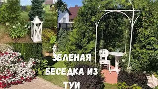 Зеленая беседка из туи. Пересадила  гортензию.