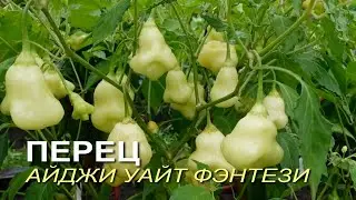 Перец острый АЙДЖИ УАЙТ ФЭНТЕЗИ. Обзор сортов ПЕРЦЕВ!