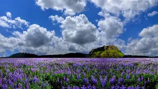 beautiful background / flowers video cloud effect / free stock background video / nature footage