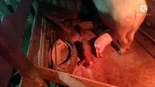 Нужны ли прививки,Чем личить понос у поросят