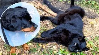 Panther Luna sees Venza off to the vet🩺(ENG SUB)