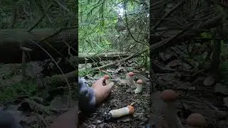 ПОДОСИНОВИК СМОРЧОК И БЕСПОДОБНАЯ СЕМЕЙКА БЕЛОНОЖКОВЫХ КРАСНЫХ
