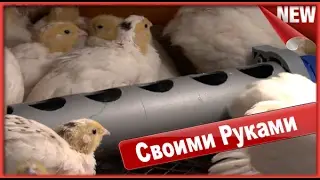 КАК  СДЕЛАТЬ ПОИЛКИ !!! Для Цыплят и  Перепелят  своими руками.