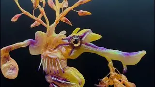 The Enchanting Leafy Sea Dragon🐚 #wildlife #nature #sea #ocean