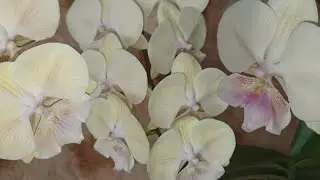 Мой эксперимент удался, новый горшок. Орхидея Phalaenopsis сорт Биг Лип Елоу Кизз. Описание, уход.