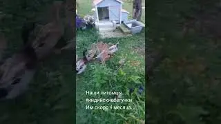 #индийскийбегунок  очень занятные #домашниеживотные  #нашипитомцы .... им скоро 4 месяца...