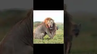 The lion has fallen into the hyenas' trap!