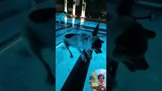 Scary Dog 😱 