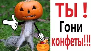 Приколы! ХЭЛЛОУИН ГОНИ КОНФЕТЫ - МЕМЫ!!! Смешные видео от – Доми шоу!