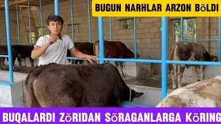 Qirģizistondan keltirilgan shvet buqalar +99850.301.05.06+99888.052.16.16