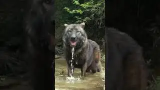 Giant wolf caught on camera #shorts - huge black wolf #shorts - #youtubeshorts #wolf #animals
