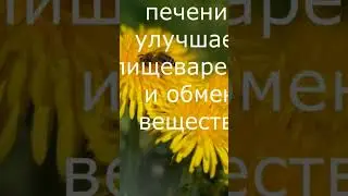 Польза одуванчика для здоровья, как убрать горечь.