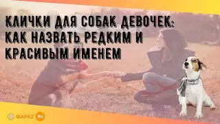 Клички для собак девочек: как назвать редким и красивым именем