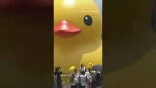 Two inflatable giant ducks made a splash in Hong Kong's Victoria Harbour on Friday | NPR