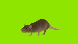 rat green screen video | Rat ringing in Green screen video | Animal🐵🐔🐶🐷 Green screen videos