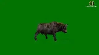 African Buffalo Green Screen HD